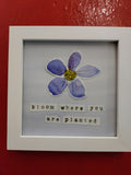 "Bloom Where You are Planted"