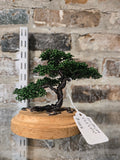 Lesser Oak