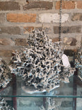 Irvington's Coral