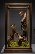 Dead Leaf Butterflies