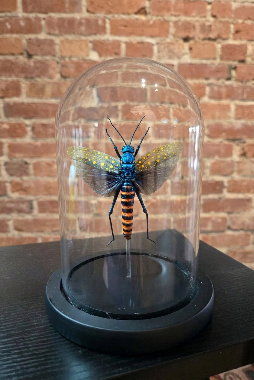 Spotted Grasshopper