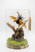 Rhinocerous Beetle