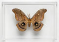 Polyphemus Moth