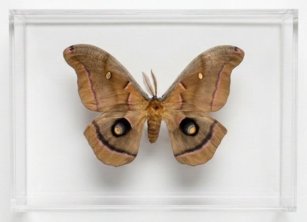 Polyphemus Moth