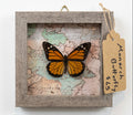 Monarch Butterfly