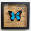 Blue Mountain Swallowtail