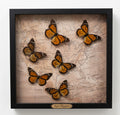 Epic Migration- Monarchs