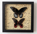 Scarlet Mormon