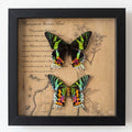 Madagascar Sunset Moth
