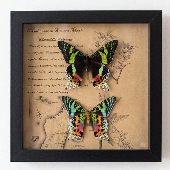 Madagascar Sunset Moth