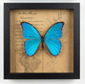 Giant Blue Morpho