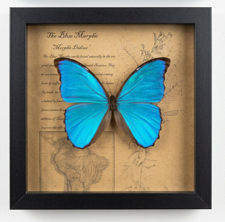 Giant Blue Morpho