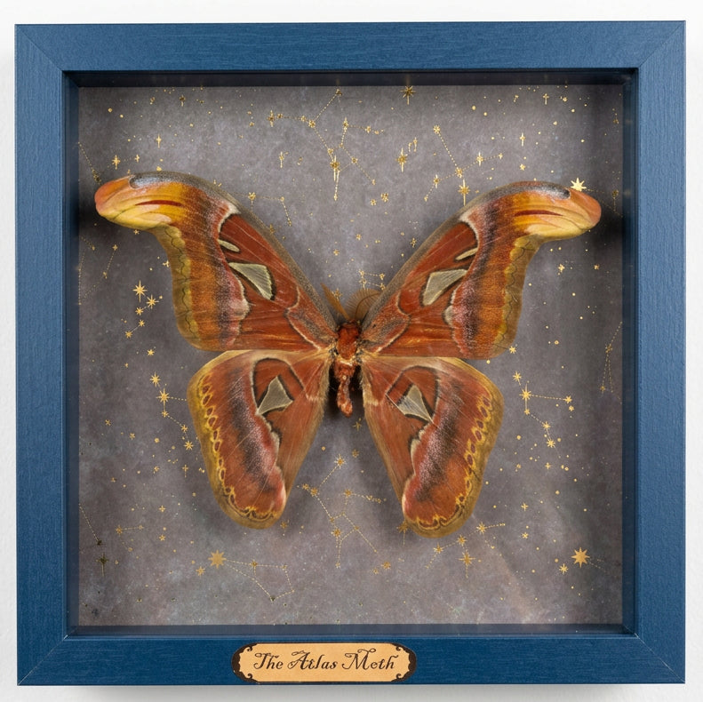 Atlas Moth- Blue