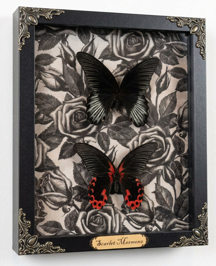 Scarlet Mormon Butterflies
