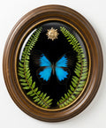 Convex Frame with Blue Mountain Swallowtail