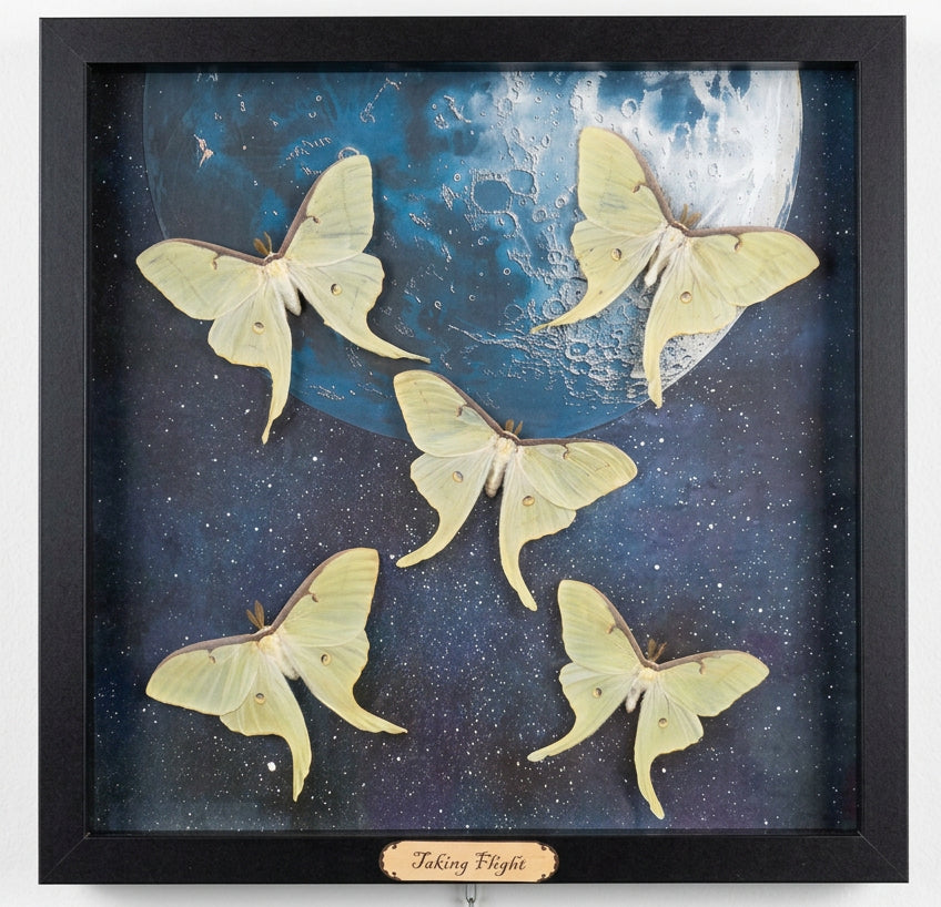 Taking Flight- Luna Moth
