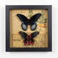 Scarlet Moth