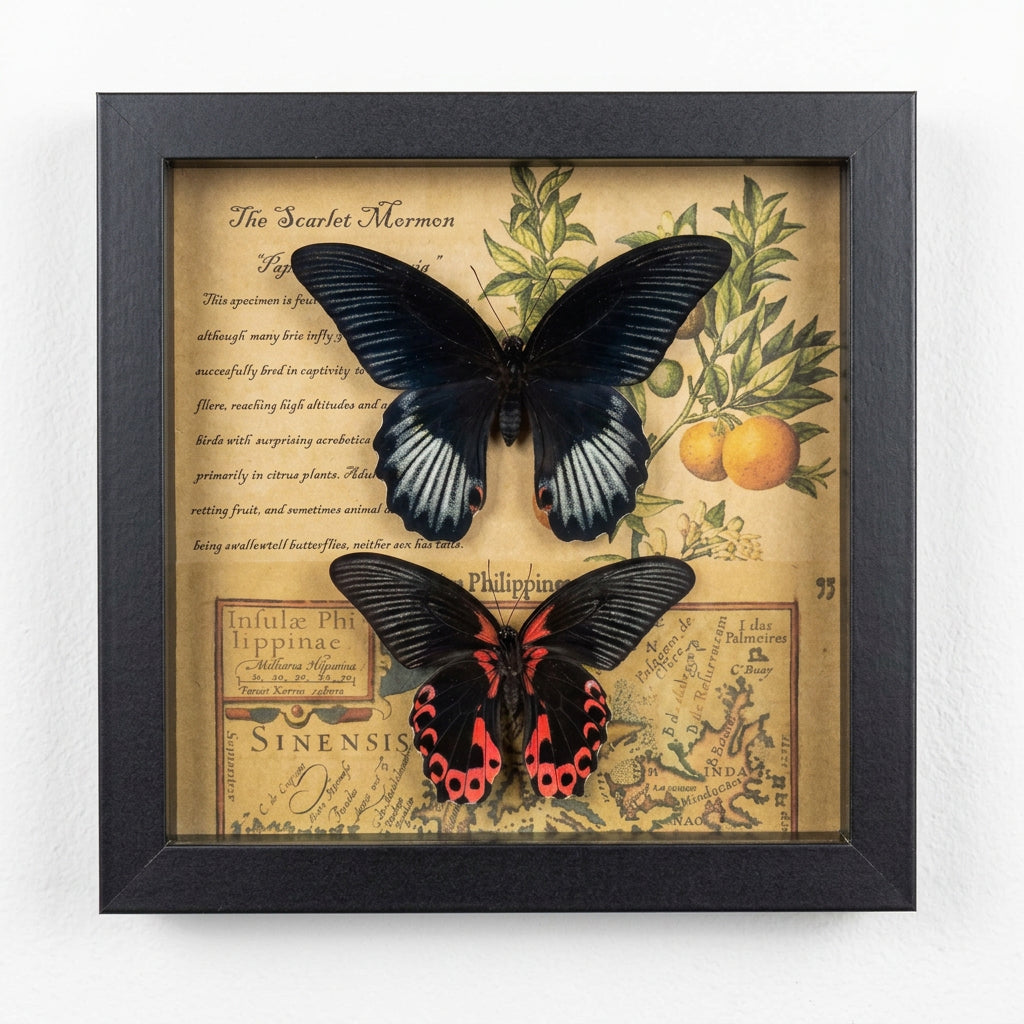 Scarlet Moth