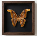 Atlas Moth