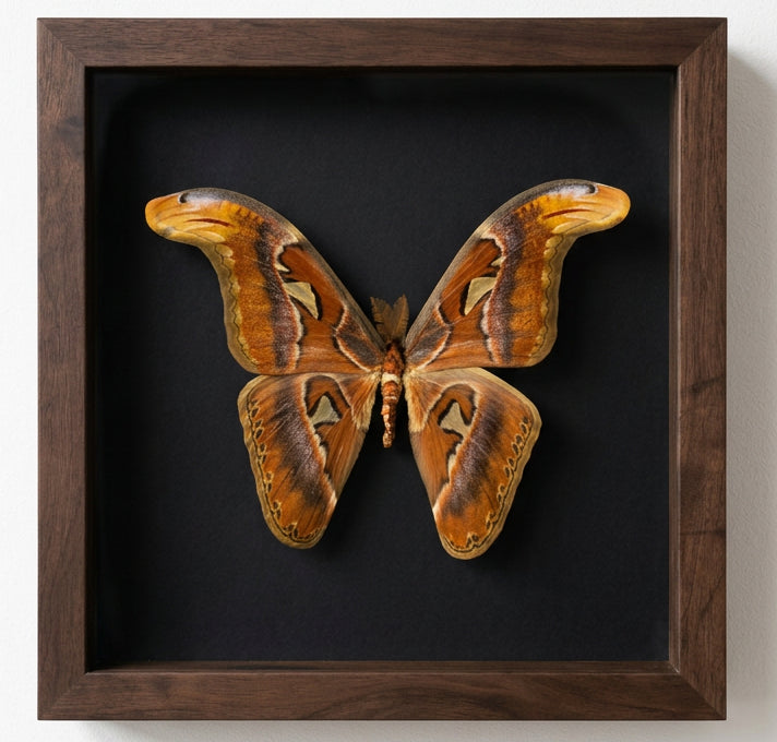 Atlas Moth