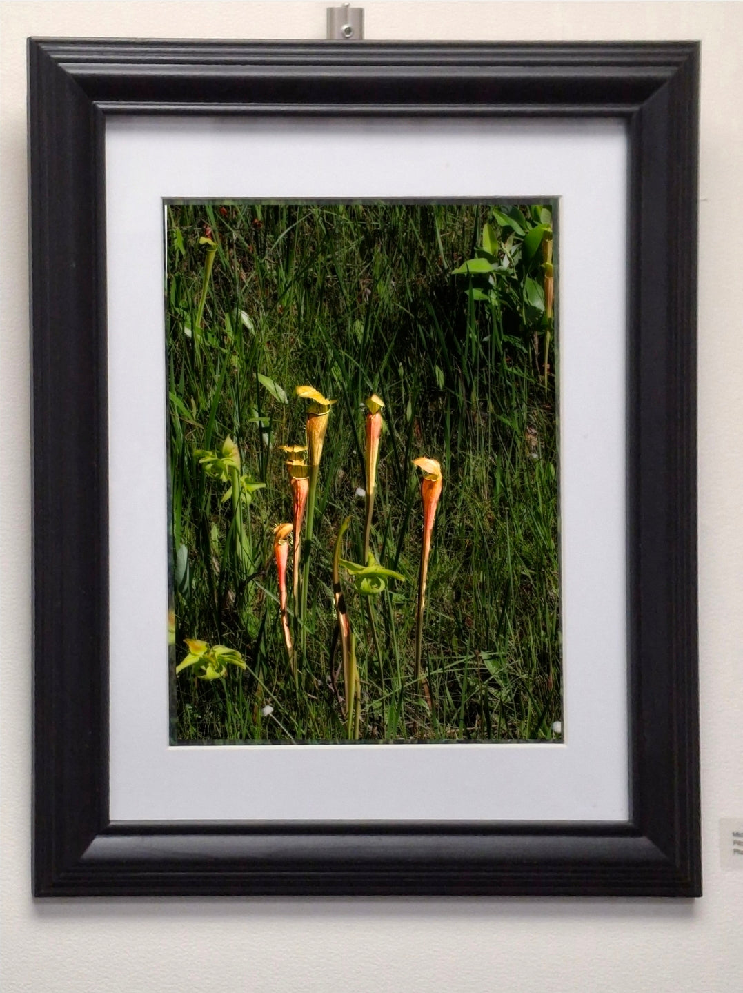 "Pitcher Plants"