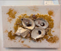 "Large Shellscape on Gold"