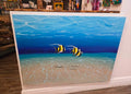 "3 Angelfish"